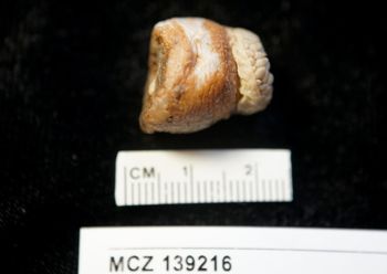 Media type: image; Invertebrate Zoology 139216